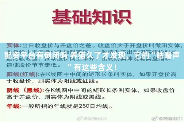 配资平台有倒闭吗 养猫久了才发现，它的“咕噜声”有这些含义！