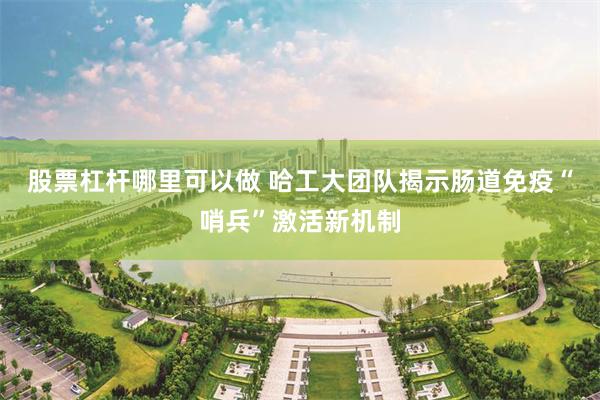 股票杠杆哪里可以做 哈工大团队揭示肠道免疫“哨兵”激活新机制