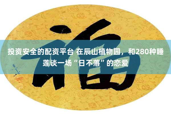 投资安全的配资平台 在辰山植物园，和280种睡莲谈一场“日不落”的恋爱
